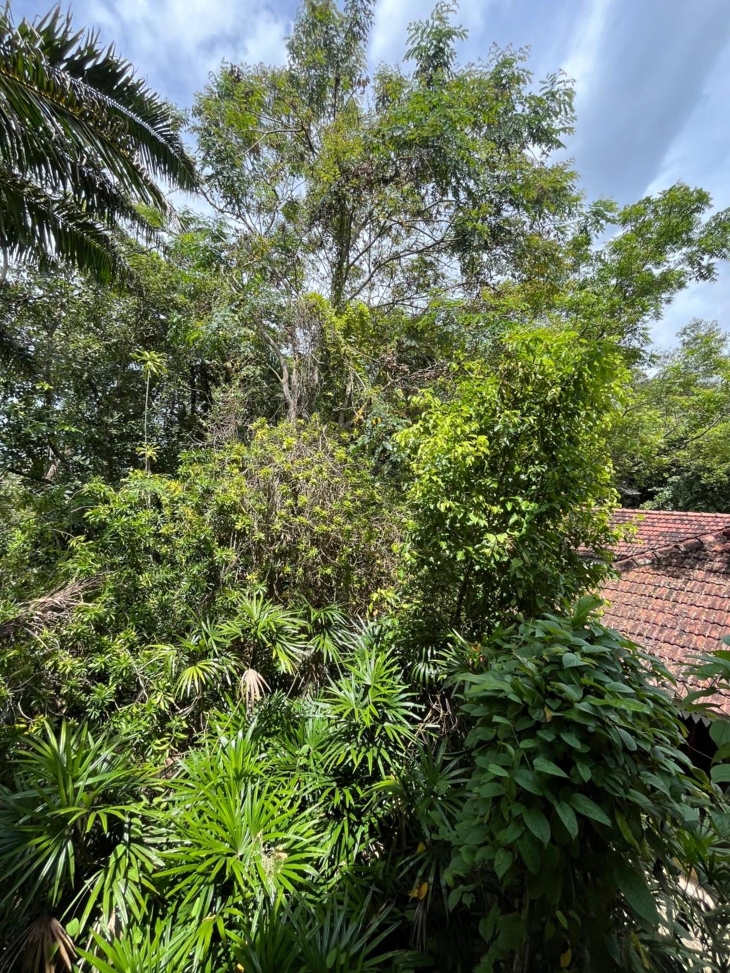 Ceylon Kingsmen Garden Hotel - Katunayake Negombo Exterior photo